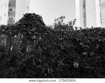 Residential Buildings And Surrounded With Green Plants And Flowers In  Rishon Le Zion.