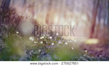 Blurred Background With Spring Primroses - White Flowers Of An Anemony