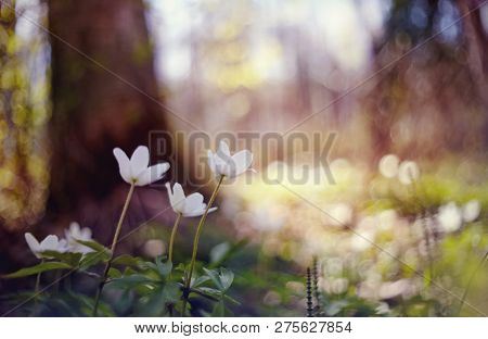 White Wild Forest Flowers Of An Anemony In The Spring.
