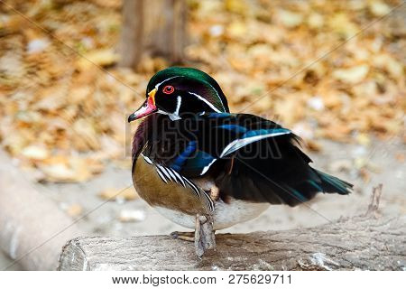 Canard Carolin On A Background Of Autumn Leaves