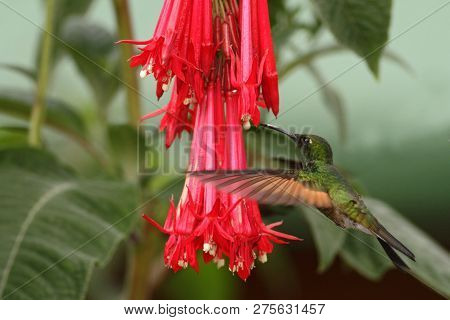 Male Of Band-tailed Barbthroat, Threnetes Ruckeri, Hovering Next To Red Flower In Garden, Bird From 