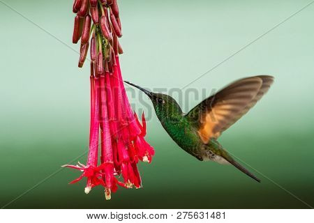 Male Of Band-tailed Barbthroat, Threnetes Ruckeri, Hovering Next To Red Flower In Garden, Bird From 