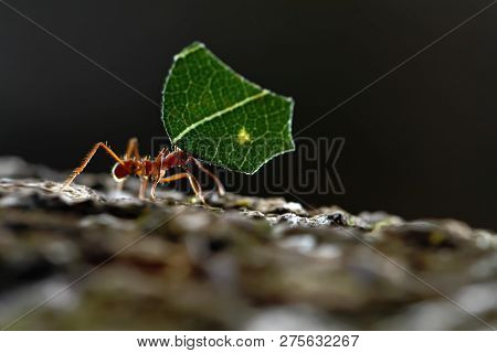 Leaf-cutter Ants - Atta Cephalotes Carrying Green Leaves In Tropical Rain Forest, Costa Rica, Black 