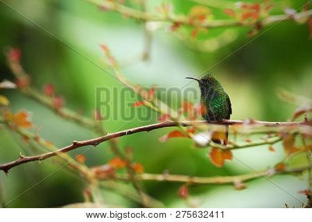 Coppery-headed Emerald Sitting On Branch, Bird From Mountain Tropical Forest, Costa Rica, Bird Perch