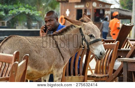 Man Calls Via His Cell Phone While A Donkey Walks Around Chairs And Tables Of A Resort Open - Air Ca