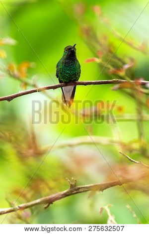 Coppery-headed Emerald Sitting On Branch, Bird From Mountain Tropical Forest, Costa Rica, Bird Perch