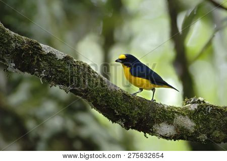Yellow-throated Euphonia Sitting On Tree In Tropical Mountain Rain Forest In Costa Rica, Clear And G
