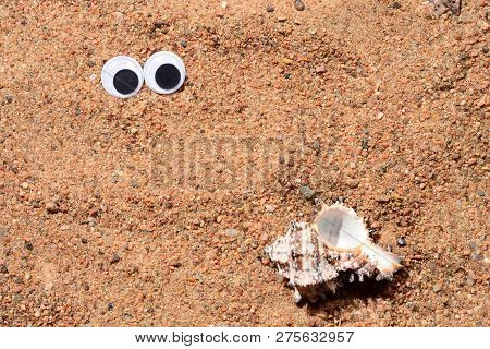 Googly Eyes Lying On The Sea Sand Looking At Sea Shell. Sand Background., Close-up.