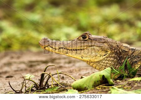 Spectacled Caiman - Caiman Crocodilus Lying On River Bank In Cano Negro, Costa Rica, Big Reptile In 