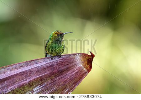 Coppery-headed Emerald Elvira Cupreiceps Sitting On Flower, Bird From Mountain Tropical Forest, Wate