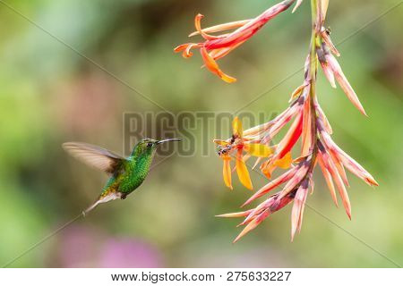 Coppery-headed Emerald, Elvira Cupreiceps, Hovering Next To Orange Flower, Bird From Mountain Tropic
