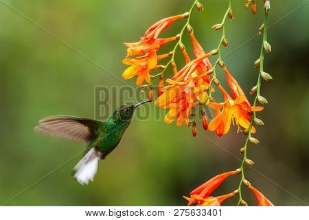 Coppery-headed Emerald, Elvira Cupreiceps, Hovering Next To Orange Flower, Bird From Mountain Tropic