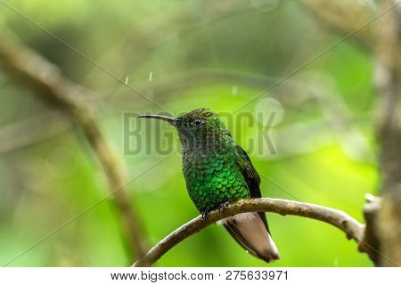 Coppery-headed Emerald Elvira Cupreiceps Sitting On Flower, Bird From Mountain Tropical Forest, Wate