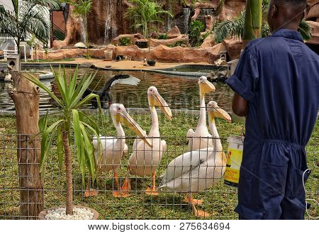 Pelicans Wait For Fish From Resort Worker. White Pelican Is A Large Water Bird With A Long Bill, An 