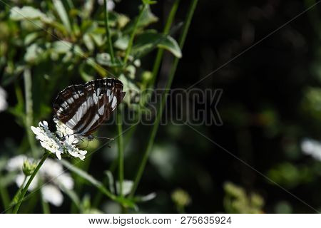 Neptis Sappho, Common Glider Butterfly On Flower. Little Butterfly In Natural Habitat