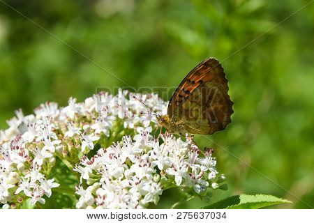 Brenthis Daphne, Marbled Fritillary Butterfly Collecting Nectar On Wild Flowers.  Butterfly On A Sam