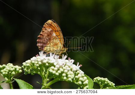 Brenthis Daphne, Marbled Fritillary Butterfly Collecting Nectar On Wild Flowers.  Butterfly On A Sam
