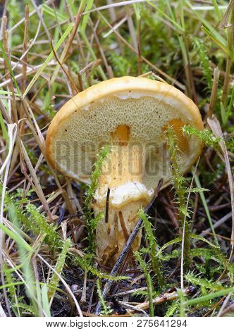Larch Bolete - Suillus Grevillei 
Underside Of Cap Showing Pores & Ring