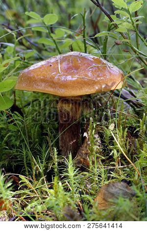 Slippery Jack Mushroom - Suillus Luteus 
Caledonian Pine Forest