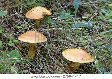 Larch Bolete - Suillus Grevillei 
Common Mushroom With Larch Trees