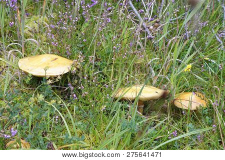 Larch Bolete - Suillus Grevillei 
Common Mushroom With Larch Trees