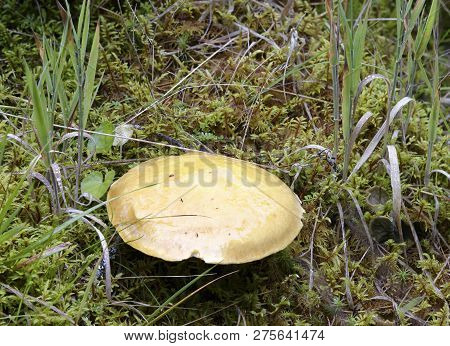Larch Bolete - Suillus Grevillei 
Common Mushroom With Larch Trees