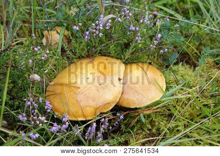 Larch Bolete - Suillus Grevillei 
Common Mushroom With Larch Trees