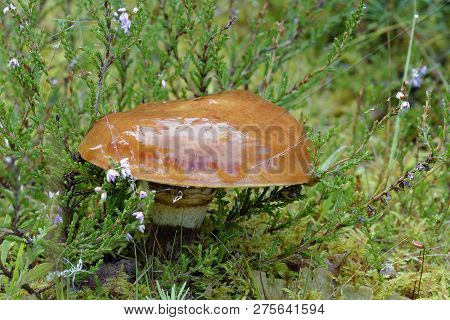 Slippery Jack Mushroom - Suillus Luteus 
Caledonian Pine Forest