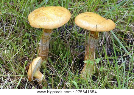 Larch Bolete - Suillus Grevillei 
Common Mushroom With Larch Trees