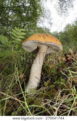 Orange Birch Bolete - Leccinum Versipelle 
Mycorrhizal Fungus Of Birch Woodlands