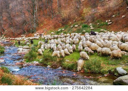 Flock Of Sheep And Donkeys On The Bank Of The River Near The Autumn Beech Forest, Rasinari Village A