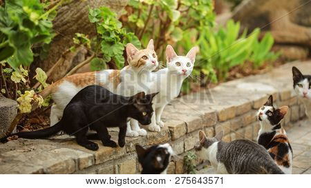 Group Of Stray Cats Sitting On Pathway Curb, Looking Up As Someone Is About To Throw Them Some Food.