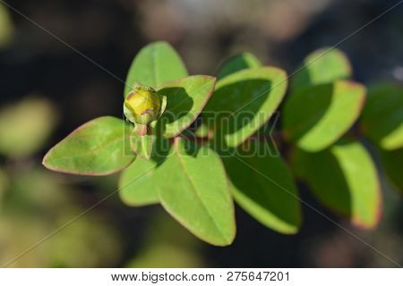 Tutsan Yellow Flower Bud - Latin Name - Hypericum Androsaemum