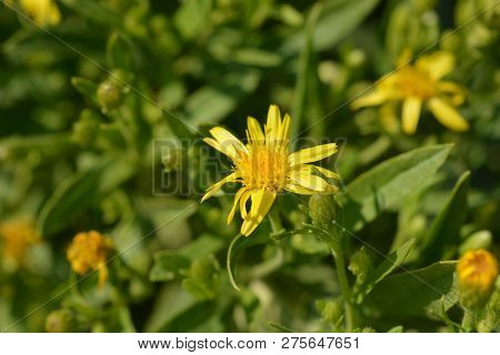 Sticky Fleabane - Latin Name - Dittrichia Viscosa