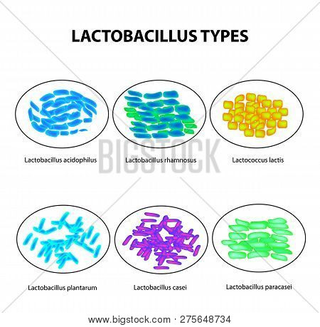 Types Of Lactobacilli. Lactobacillus. Good Intestinal Microflora. Infographics. Set. Vector Illustra