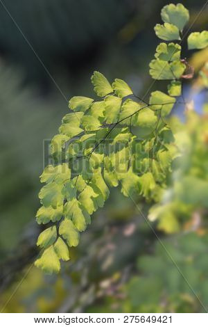 Delta Maidenhair Fern Leaves - Latin Name - Adiantum Raddianum