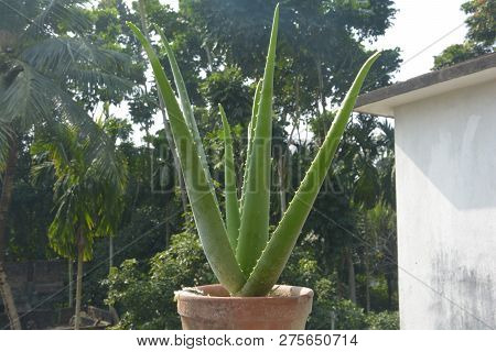 Close Up Some Very Beautiful Green Aloe Vera Growing In A Pot In The Openon The Roof , With Blur Bac