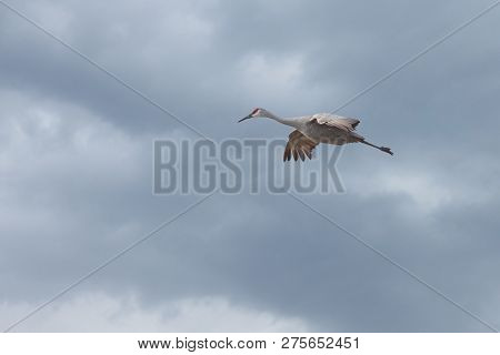 Sandhill Cranes Glides Across A Storm Cloud Filled Sky.