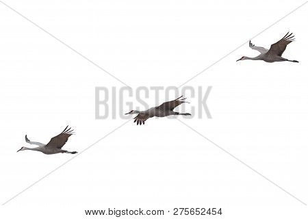 Three Sandhill Cranes Spread Their Wings And Fly Across A White Background