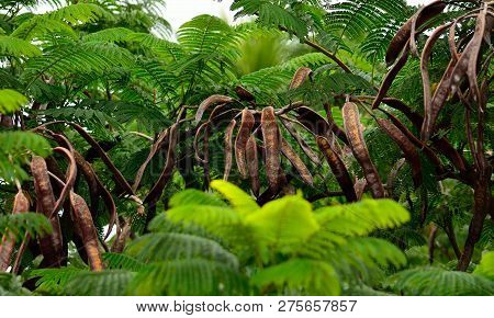 Seed Pods Among The Green Branches, Flamboyan Tree, Delonix Regia