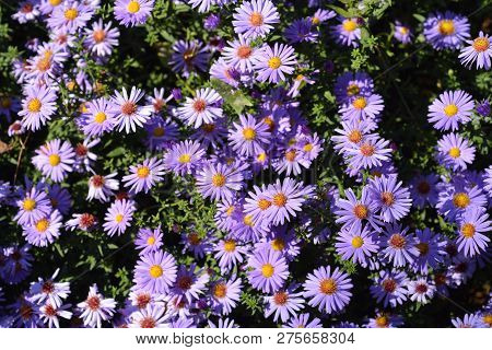 Aster Professor Kippenberg - Latin Name - Aster Dumosus Professor Kippenberg