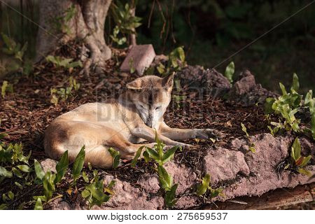 Old Elderly New Guinea Singing Dog Canis Lupus Dingo