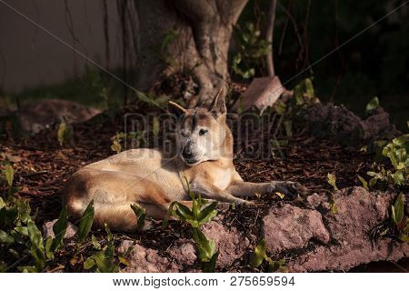 Old Elderly New Guinea Singing Dog Canis Lupus Dingo