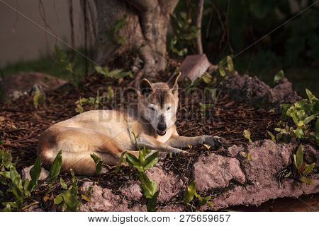 Old Elderly New Guinea Singing Dog Canis Lupus Dingo