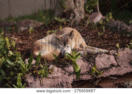 Old Elderly New Guinea Singing Dog Canis Lupus Dingo