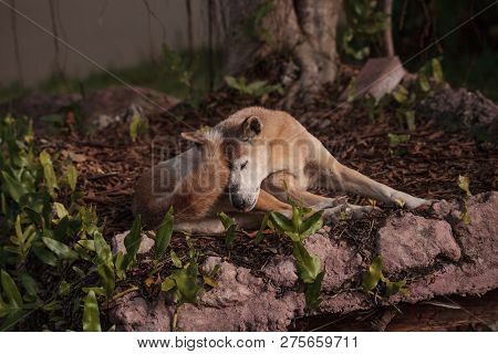 Old Elderly New Guinea Singing Dog Canis Lupus Dingo