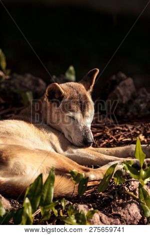Old Elderly New Guinea Singing Dog Canis Lupus Dingo Relaxes Under A Tree.