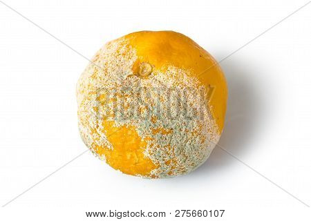 Rotten Citrus. Penicillium Mold On A Mandarin Fruit. Microscopic Fungi Producing Penicillin Antibiot