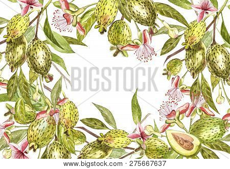 Watercolor Illustration Feijoa Plant. Hand Drawn Watercolor Painting On White Background. Watercolor