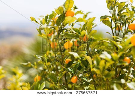 Kumquat Fruits On The Tree Against Blurred Background